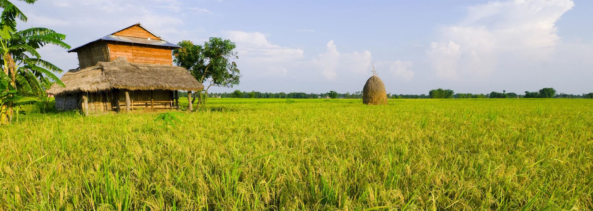 iStock_182344785_Terai_rice_paddy_800x2400.jpg